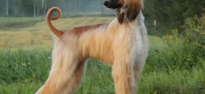 The Afghan Hound