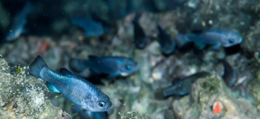 Devil's Hole Pupfish