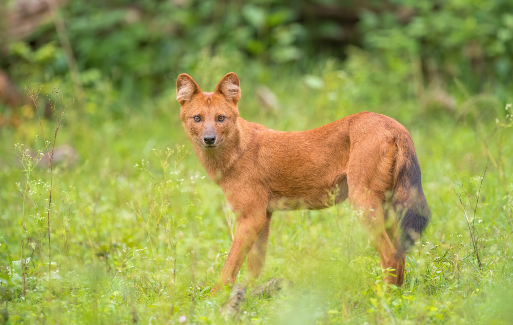 Dhole (Cuon alpinus)