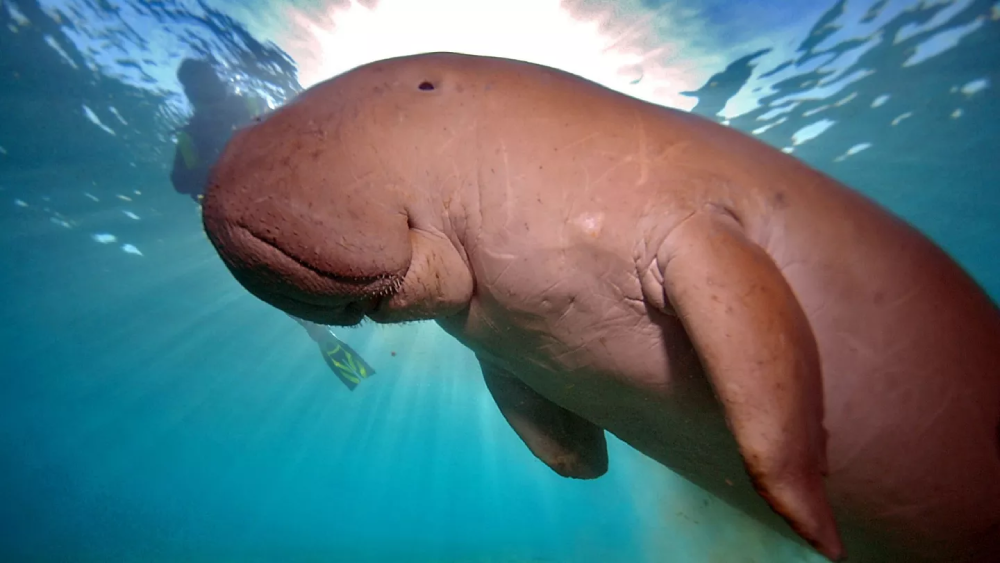 Dugong