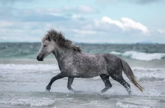 Eriskay Pony