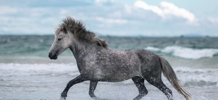 Eriskay Pony