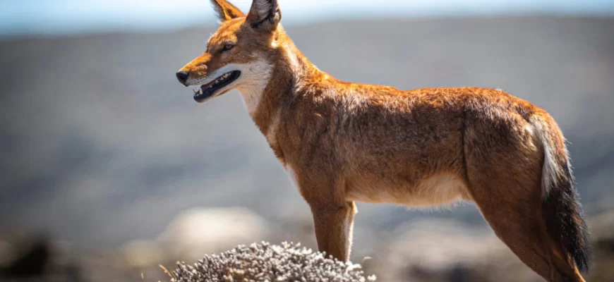 Ethiopian Wolf