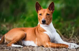 Perfect basenji image