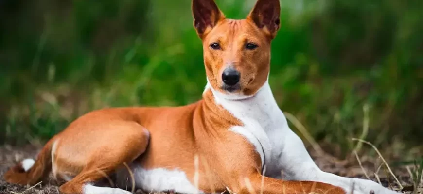 Perfect basenji image