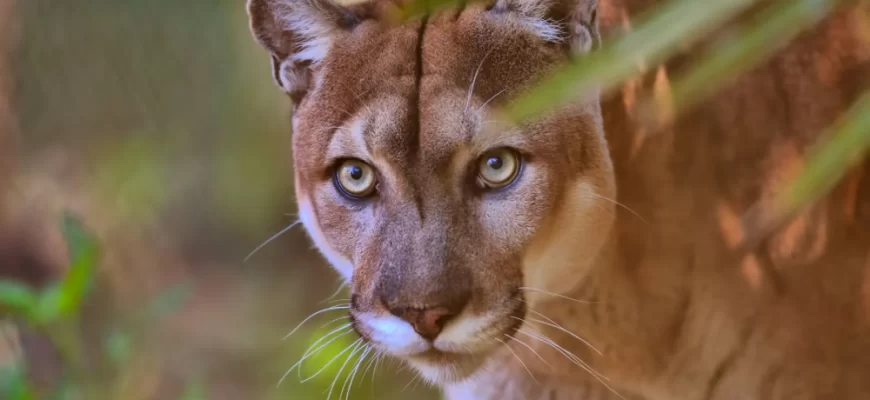 Florida Panther