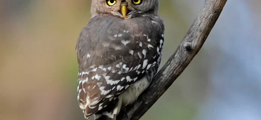 Forest Owlet