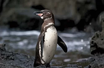 Galápagos Penguin