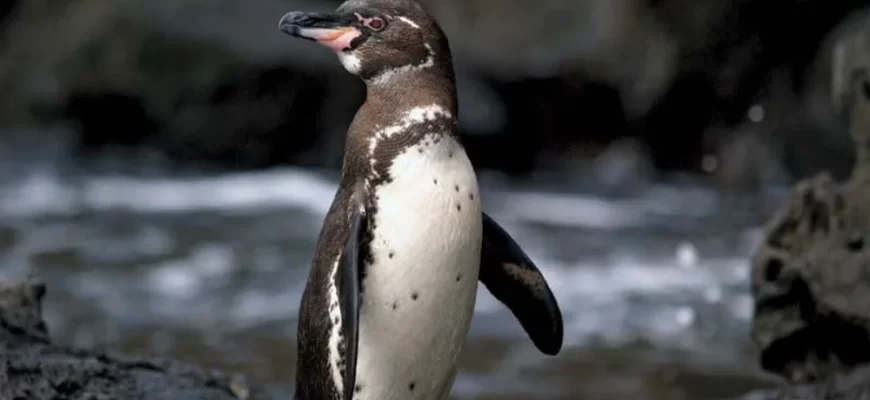 Galápagos Penguin