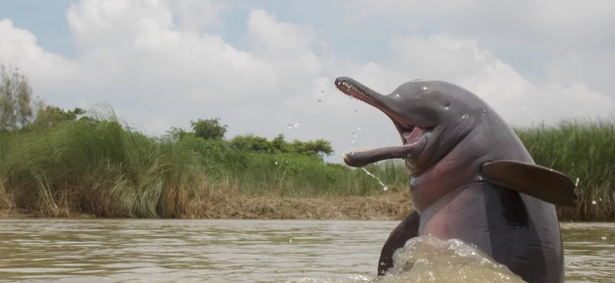 Ganges River Dolphin