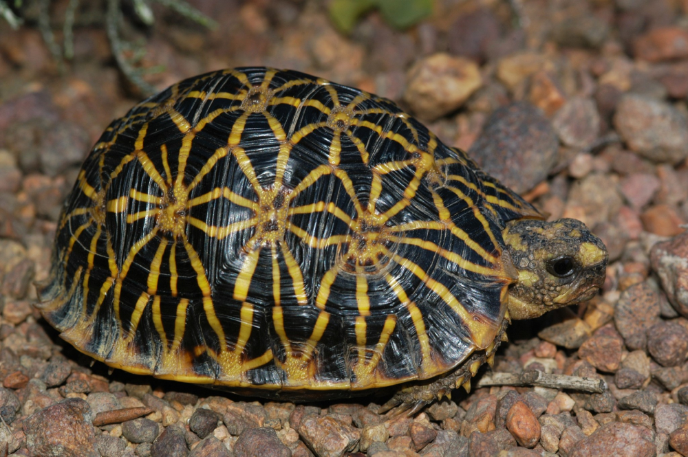 Geometric Tortoise