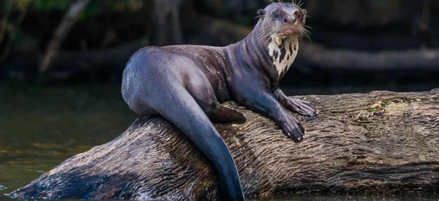 Giant Otter