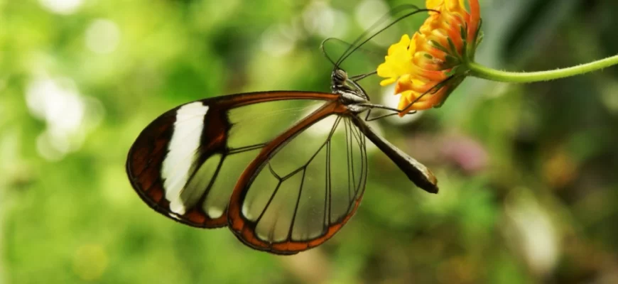 Glasswing Butterfly