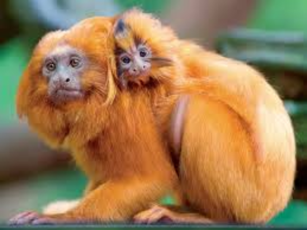 Golden Lion Tamarin