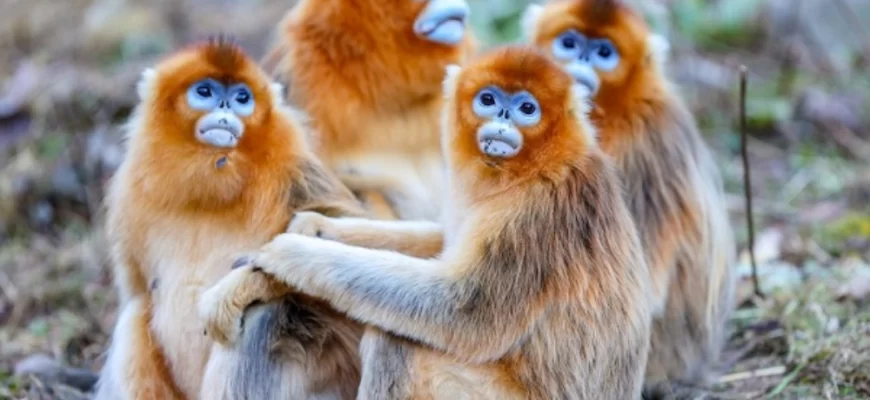 Golden Snub-nosed Monkey