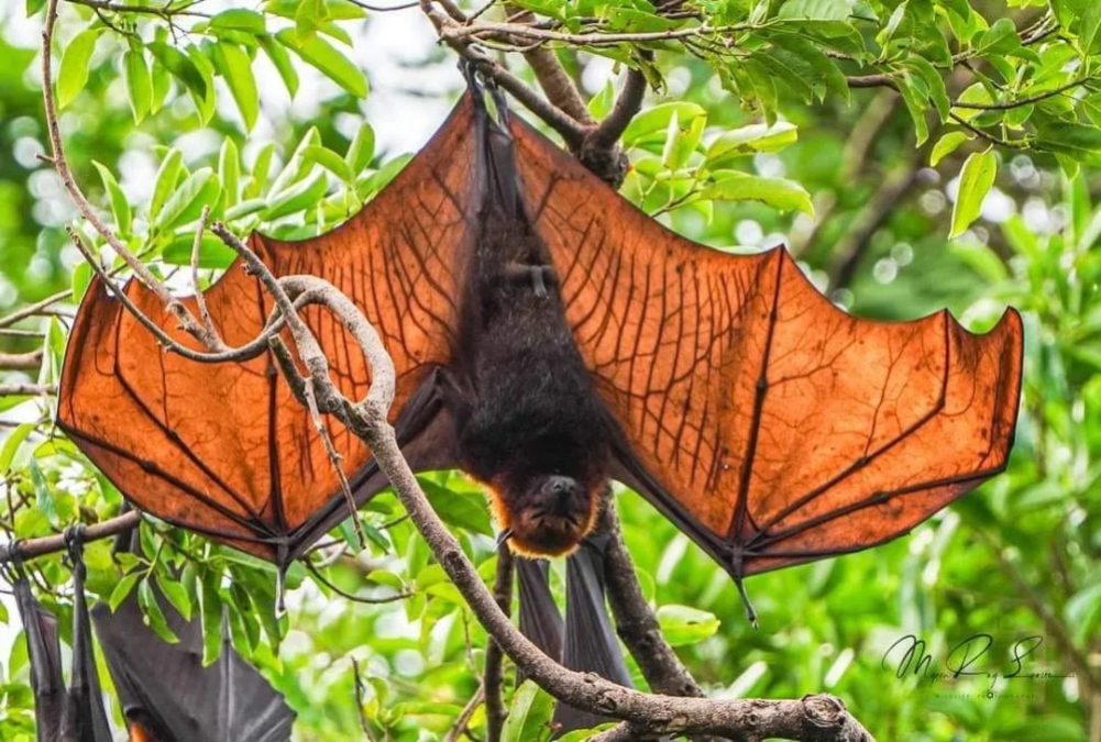 Golden-crowned Flying Fox 