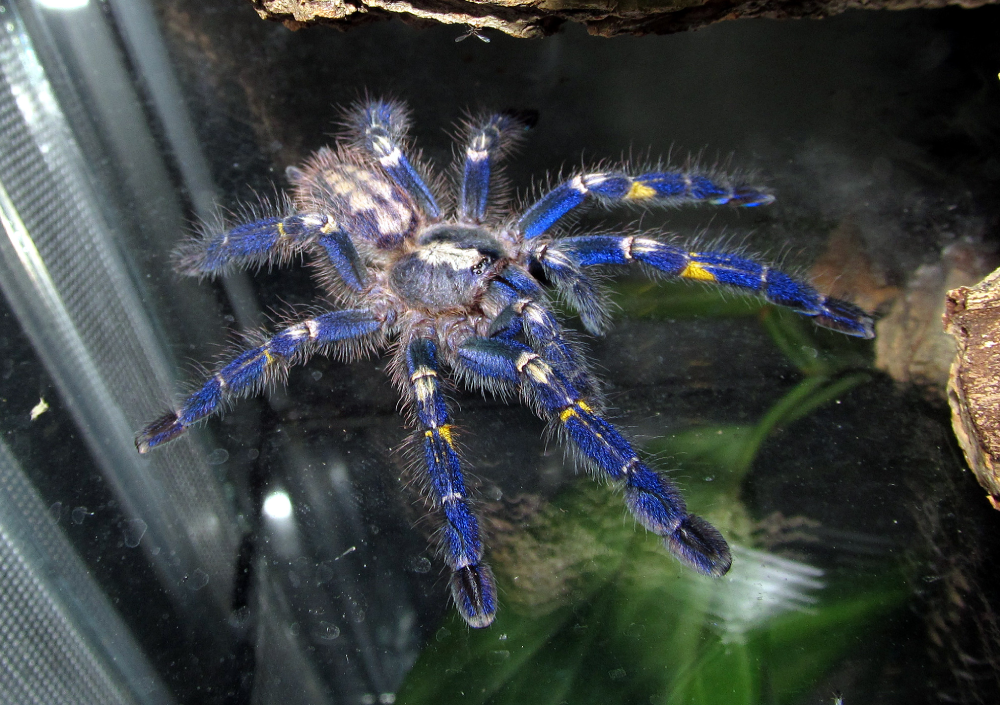 Gooty Tarantula