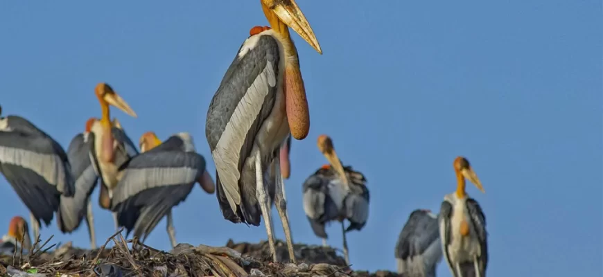 Greater Adjutant Stork