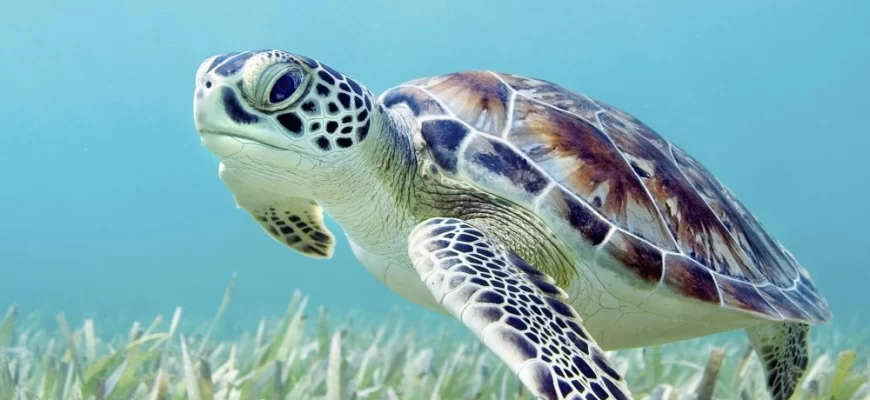 Green Sea Turtle