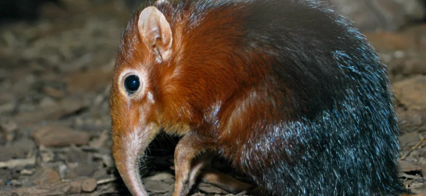 Grey-faced Sengi