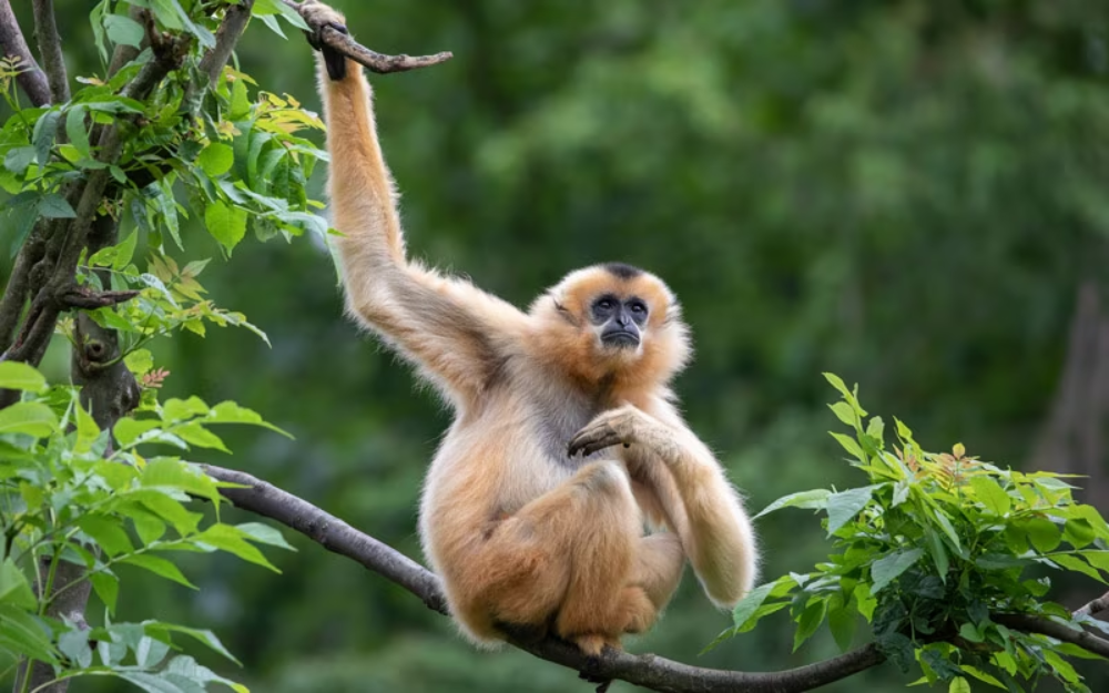 Hainan Gibbon