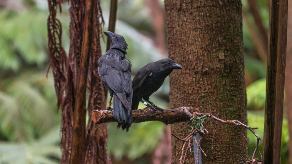 Hawaiian Crow