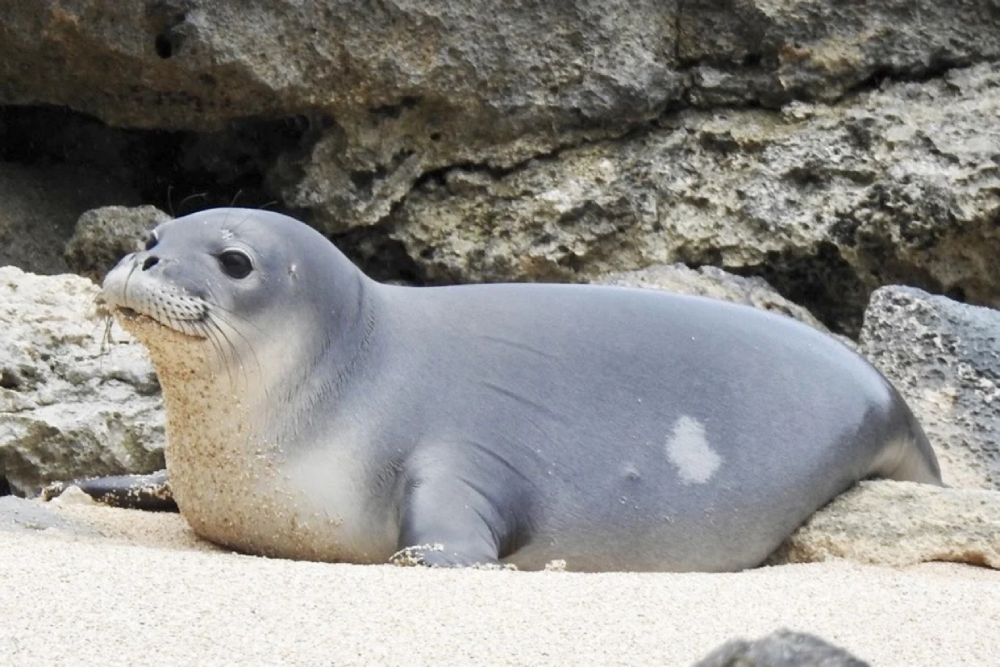 Hawaiian Monk Seal