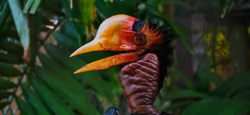 Helmeted Hornbill