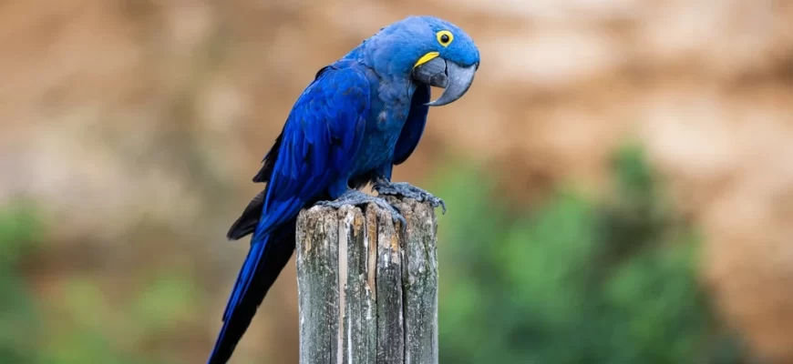 Hyacinth Macaw