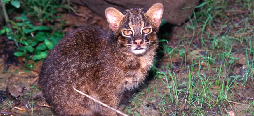 Iriomote Cat