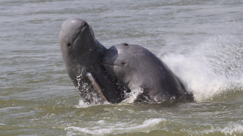 Irrawaddy Dolphin