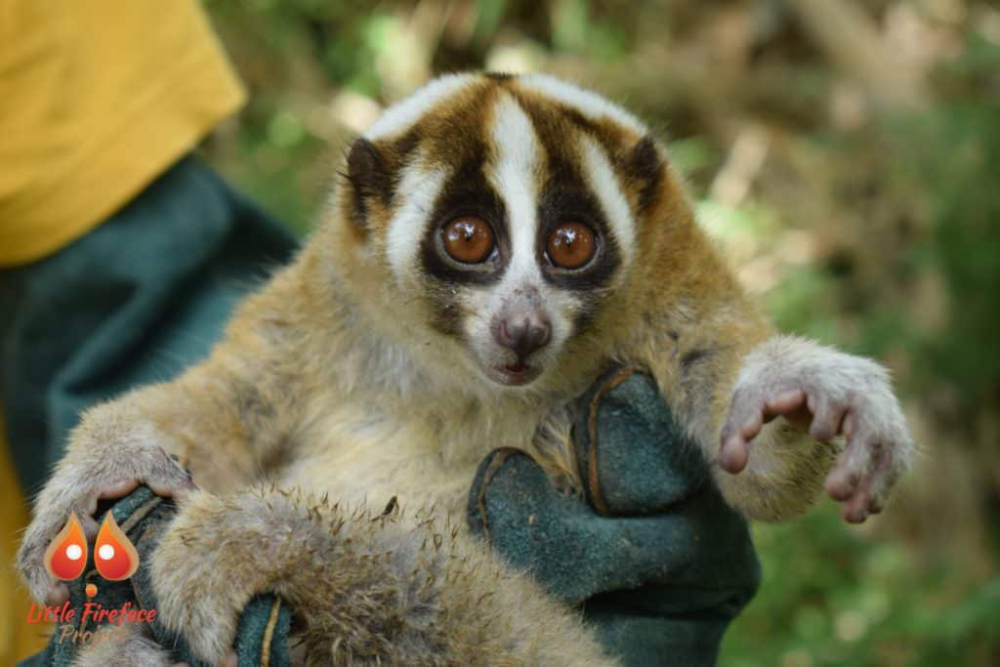 Javan Slow Loris