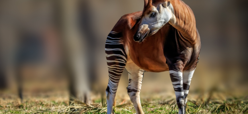 The Okapi is the only living relative of the giraffe.