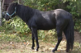 Lac La Croix Indian Pony