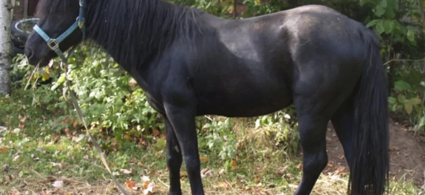 Lac La Croix Indian Pony