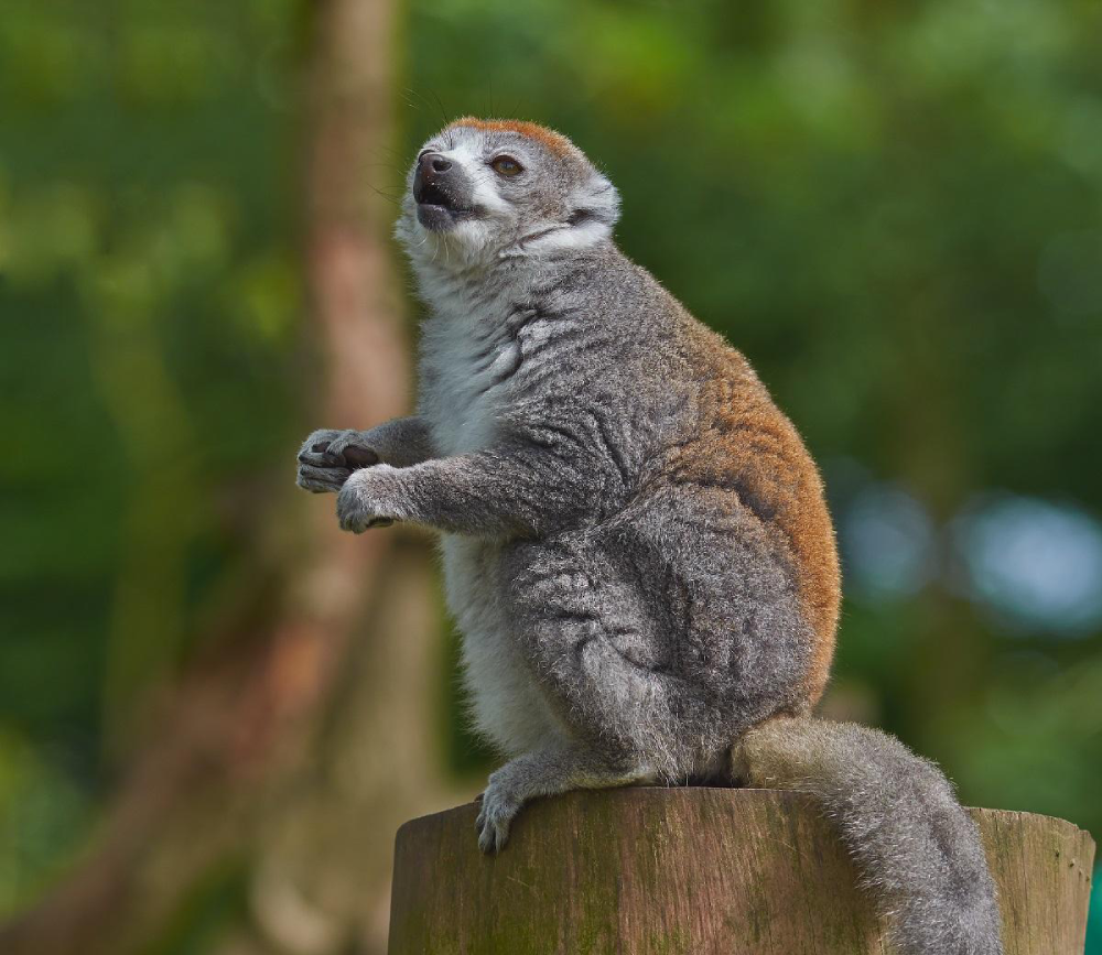 Lesser Bamboo Lemur