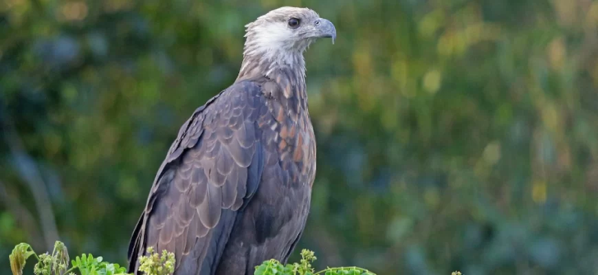 Madagascar Fish Eagle