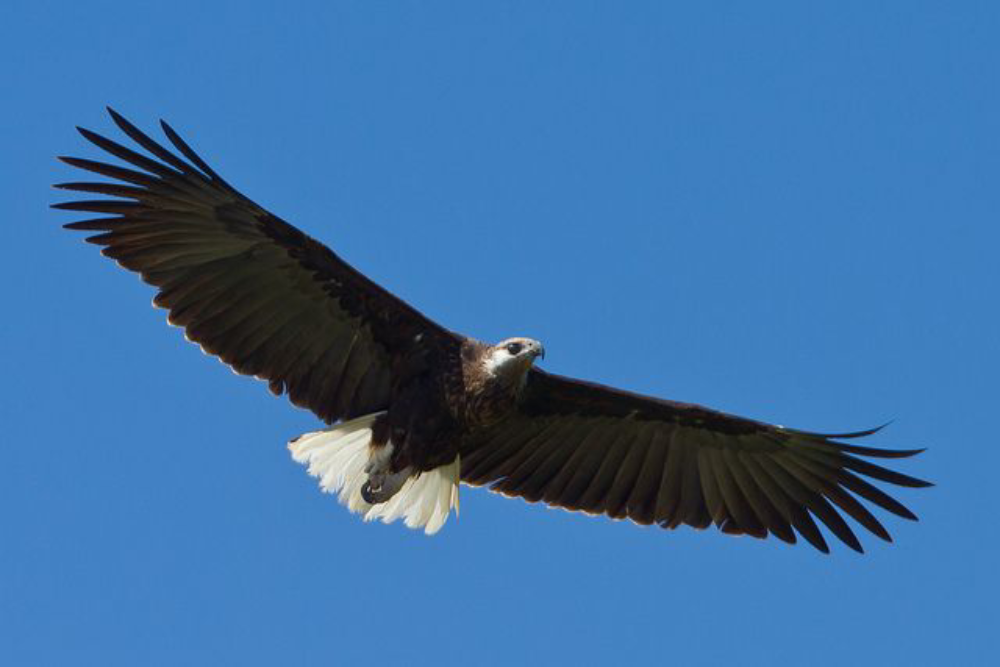 Madagascar Fish Eagle