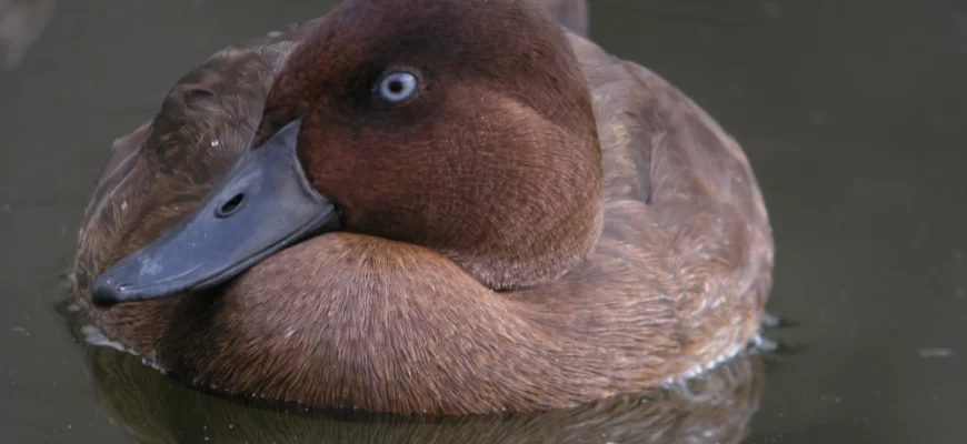 Madagascar Pochard