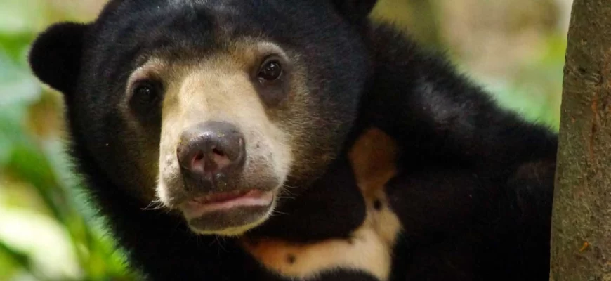 Malayan Sun Bear