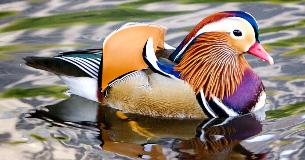 Mandarin Duck