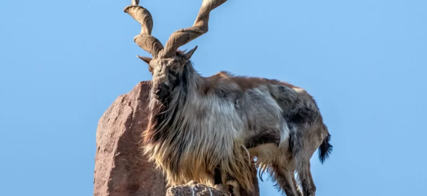 Markhor