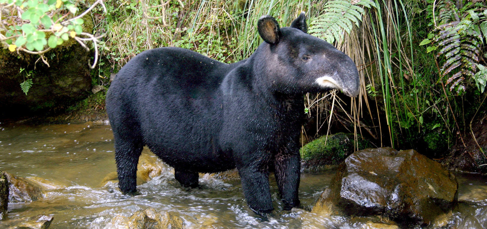 Mountain Tapir