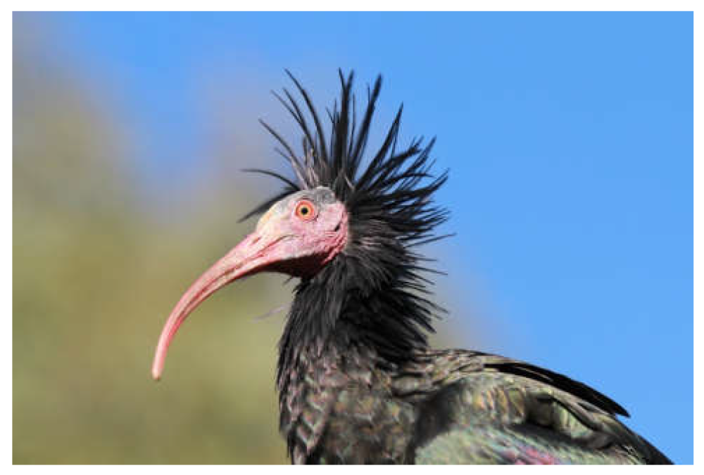 Northern Bald Ibis