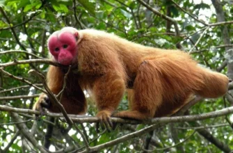 Northern Bald Uakari (1)