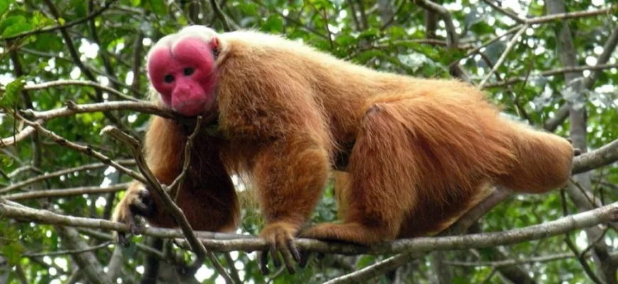 Northern Bald Uakari (1)