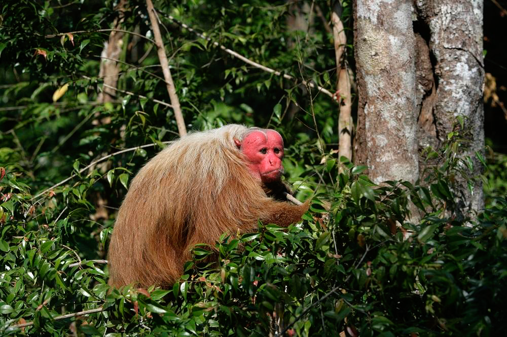 Northern Bald Uakari