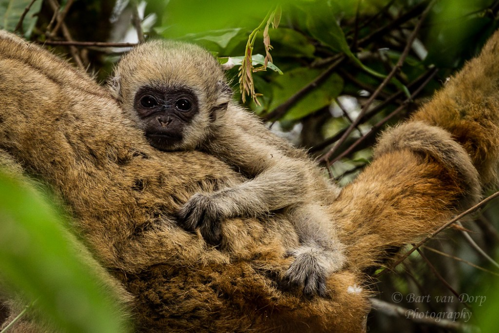 Northern Muriqui