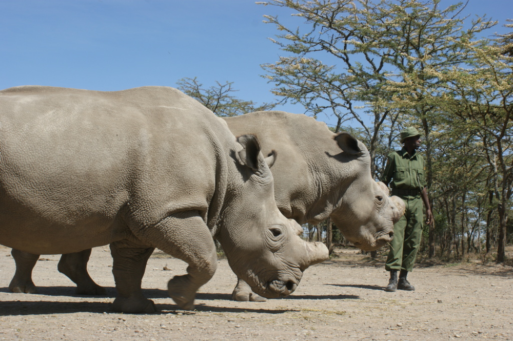 Northern White Rhinoceros