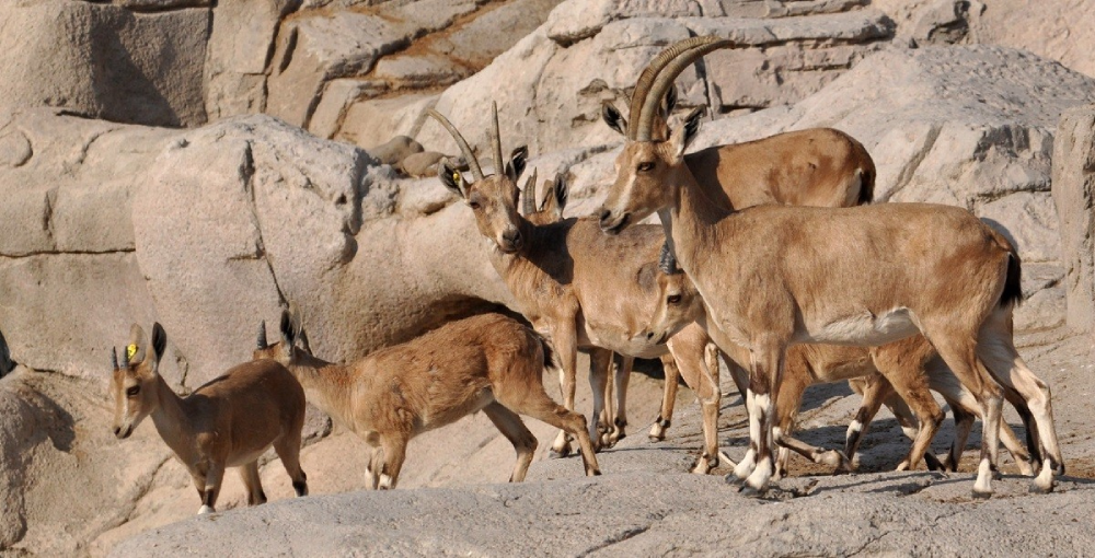 Nubian Ibex